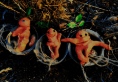 mandragoras letrimagia